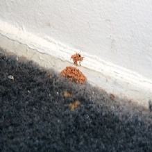 Termite Exterminator in Hughson, California