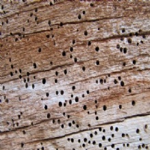 Termites in Hughson, California