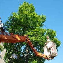 Tree Trimming in Anderson, California