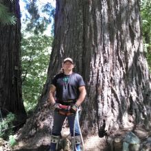 Tree Trimming in Paradise, California