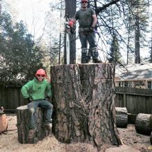 Residential Tree Trimming in Paradise, California