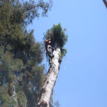 Tree Removal in Boulder Creek, California