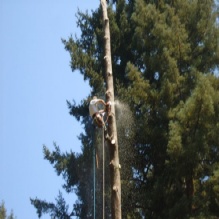 Tree Service in Boulder Creek, California