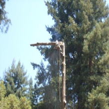 Tree Stump Removal in Boulder Creek, California