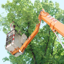 24 Hour Tree Service in Utica, Michigan